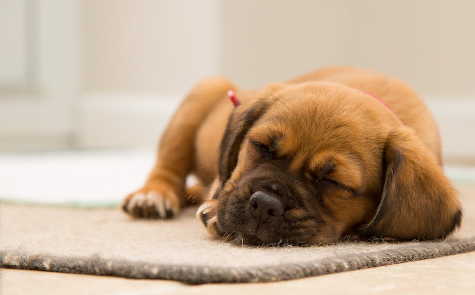 Close-up of a brown puppy with floppy ears lying on a plush, multicolored carpet with neutral tones, in a well-lit room with natural light. The puppy appears to be resting, with its head flat on the c